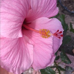 Meet your Posher, Traci